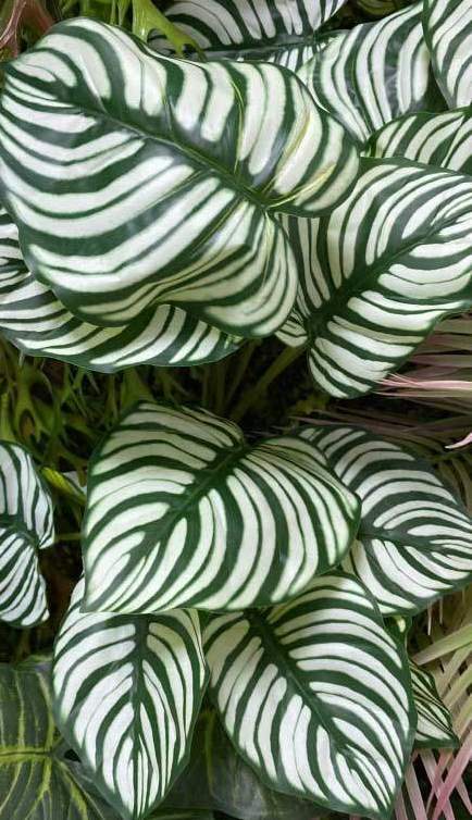 Искусственная трава